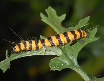  Chenille de Tyria jacobaeae L. - ©Alexis Borges