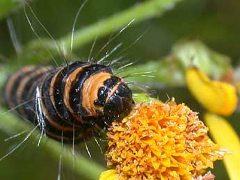  Chenille de Tyria jacobaeae L. - ©Philippe Mothiron