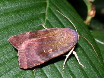 Noctua janthina D. & S. adulte - Philippe Mothiron