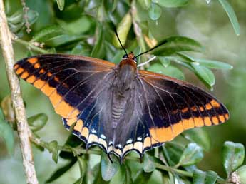 Charaxes jasius L. adulte - Daniel Morel