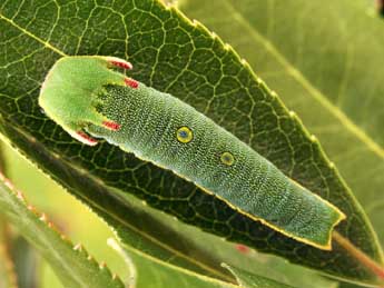  Chenille de Charaxes jasius L. - ©Daniel Morel