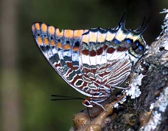 Charaxes jasius L. adulte - Tristan Lafranchis