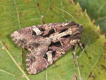 Trigonophora jodea H.-S. adulte - Philippe Mothiron