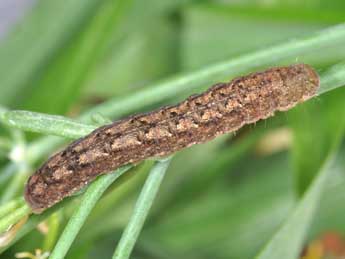  Chenille de Trigonophora jodea H.-S. - Philippe Mothiron