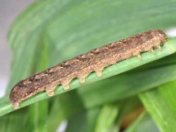  Chenille de Trigonophora jodea H.-S. - Philippe Mothiron