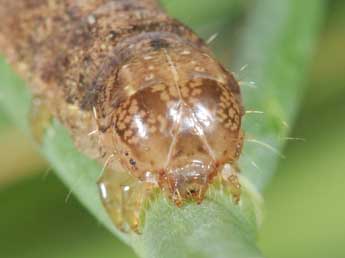  Chenille de Trigonophora jodea H.-S. - Philippe Mothiron