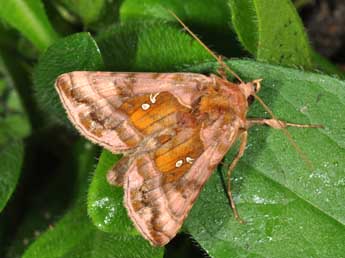 Autographa jota L. adulte - Philippe Mothiron