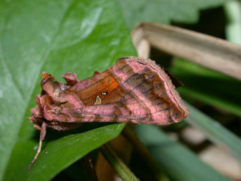 Autographa jota L. adulte - ©Philippe Mothiron