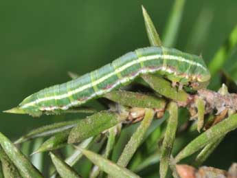  Chenille de Thera juniperata L. - ©Philippe Mothiron