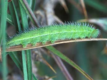  Chenille de Maniola jurtina L. - ©Tristan Lafranchis