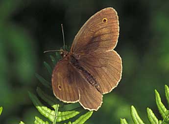 Maniola jurtina L. adulte - Tristan Lafranchis