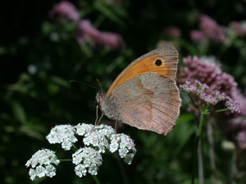 Maniola jurtina L. adulte - Philippe Mothiron