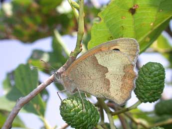 Maniola jurtina L. adulte - Philippe Mothiron