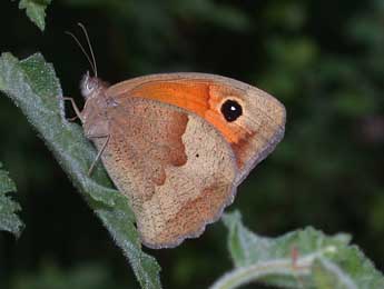 Maniola jurtina L. adulte - ©Philippe Mothiron