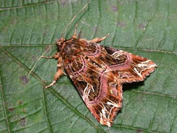 Callopistria juventina Stoll adulte - ©Philippe Mothiron