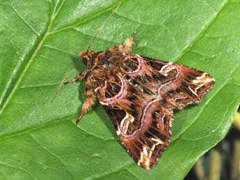 Callopistria juventina Stoll adulte - ©Philippe Mothiron