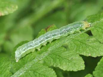  Chenille de Callopistria juventina Stoll - ©Philippe Mothiron