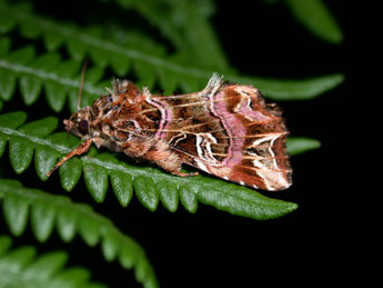 Callopistria juventina Stoll adulte - ©Philippe Mothiron