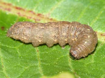  Chenille de Caradrina kadenii Frr - Jean-Jacques Porteneuve