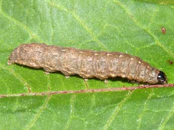  Chenille de Caradrina kadenii Frr - ©Jean-Jacques Porteneuve