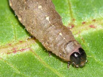  Chenille de Caradrina kadenii Frr - ©Jean-Jacques Porteneuve