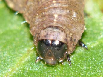  Chenille de Caradrina kadenii Frr - ©Jean-Jacques Porteneuve