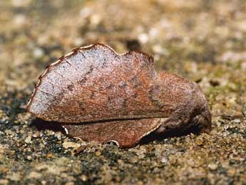 Phyllodesma kermesifolia Lajonq. adulte - Philippe Geniez