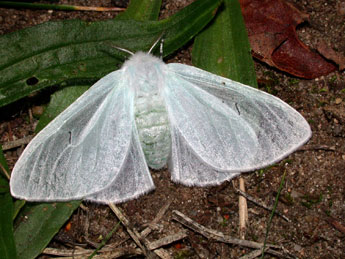 Arctornis l-nigrum Mller adulte - ©Philippe Mothiron