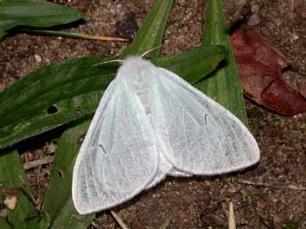 Arctornis l-nigrum Mller adulte - Philippe Mothiron