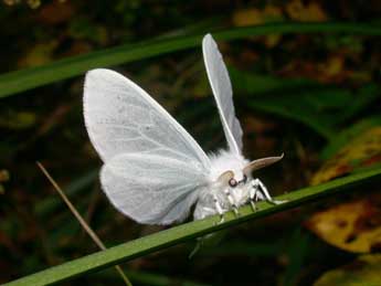 Arctornis l-nigrum Mller adulte - ©Philippe Mothiron