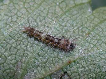  Chenille de Arctornis l-nigrum Mller - ©Philippe Mothiron