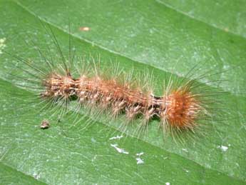  Chenille de Arctornis l-nigrum Mller - ©Philippe Mothiron