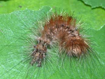  Chenille de Arctornis l-nigrum Mller - ©Philippe Mothiron