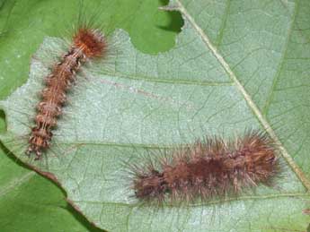  Chenille de Arctornis l-nigrum Mller - ©Philippe Mothiron