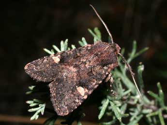 Dryobota labecula Esp. adulte - Philippe Mothiron