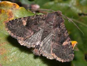 Dryobota labecula Esp. adulte - Philippe Mothiron