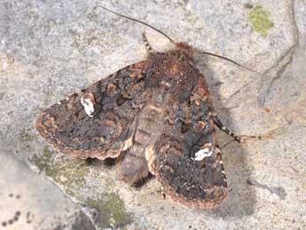 Dryobota labecula Esp. adulte - Philippe Mothiron