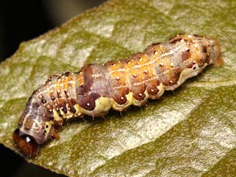  Chenille de Dryobota labecula Esp. - Vincent Derreumaux