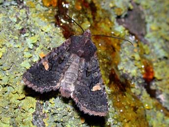 Dryobota labecula Esp. adulte - Philippe Mothiron