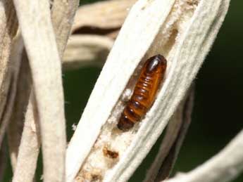  Chrysalide de Rhypagla lacernaria Hb. - ©Lionel Taurand