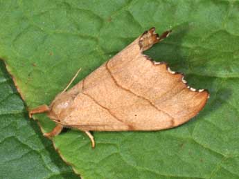 Falcaria lacertinaria L. adulte - Philippe Mothiron