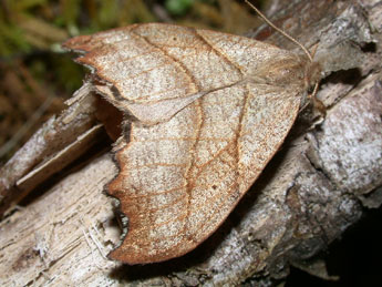 Falcaria lacertinaria L. adulte - ©Philippe Mothiron