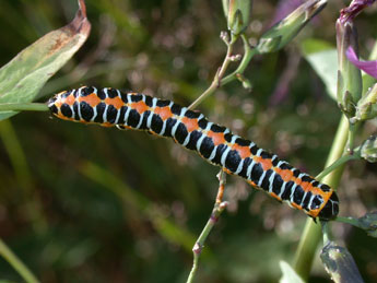  Chenille de Cucullia lactucae D. & S. - Philippe Mothiron