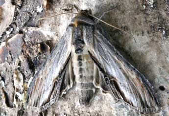 Cucullia thapsiphaga Tr. adulte - Daniel Morel