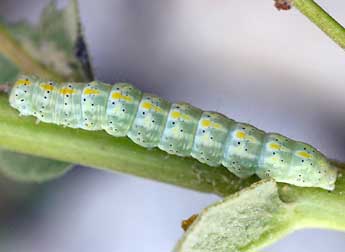  Chenille de Cucullia thapsiphaga Tr. - ©Daniel Morel