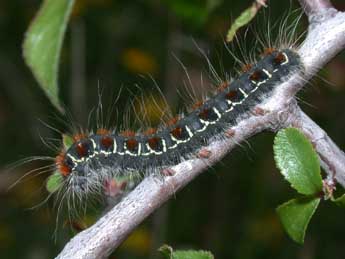  Chenille de Eriogaster lanestris L. - ©Philippe Mothiron