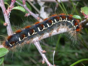  Chenille de Eriogaster lanestris L. - ©Philippe Mothiron