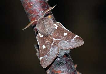 Eriogaster lanestris L. adulte - David Demerges