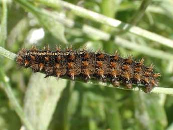  Chenille de Issoria lathonia L. - Benot Mry