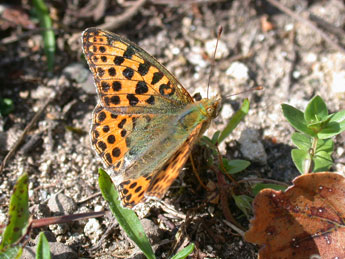 Issoria lathonia L. adulte - Philippe Mothiron